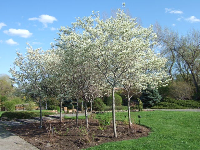 AMELANCHIER CANADENSIS