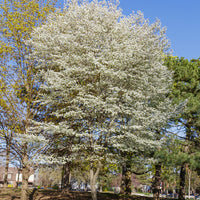 AMELANCHIER CANADENSIS