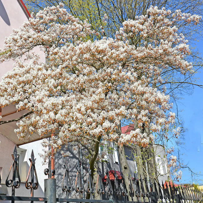 AMELANCHIER CANADENSIS