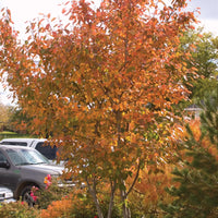 AMELANCHIER X GRANDIFLORA - AUTUMN BRILLIANCE
