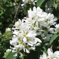 AMELANCHIER X GRANDIFLORA - AUTUMN BRILLIANCE