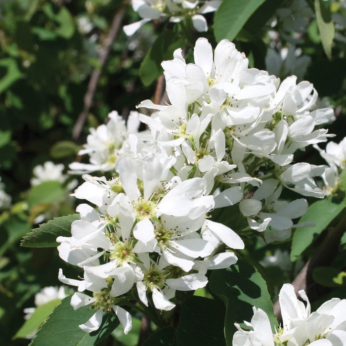 AMELANCHIER X GRANDIFLORA - AUTUMN BRILLIANCE