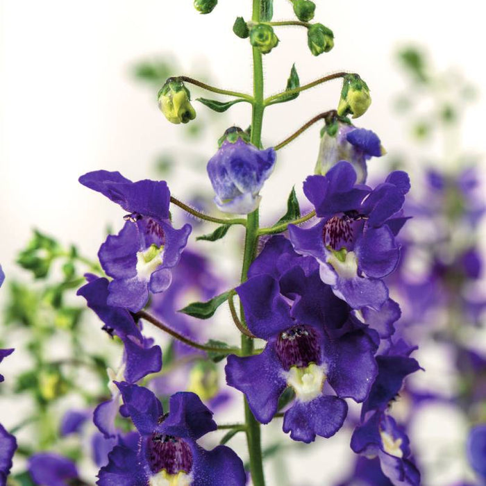 ANGELONIA - SERAFINA BLUE