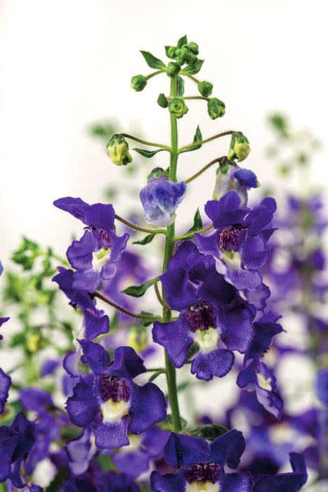ANGELONIA - SERAFINA BLUE