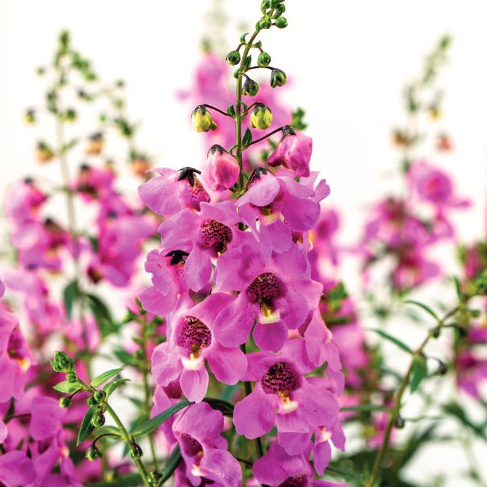 ANGELONIA - SERAFINA PINK