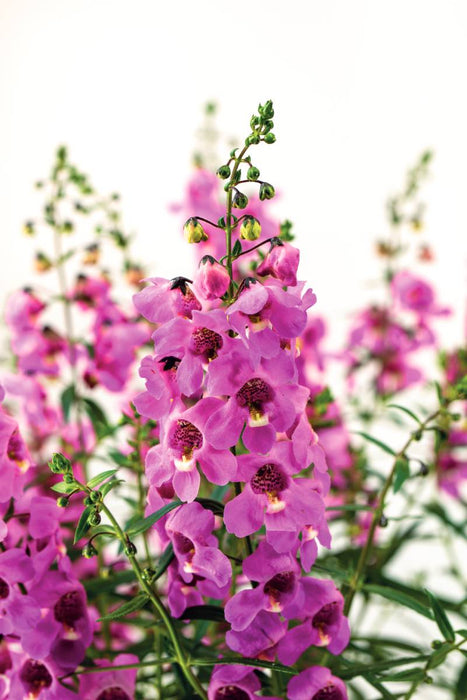 ANGELONIA - SERAFINA PINK