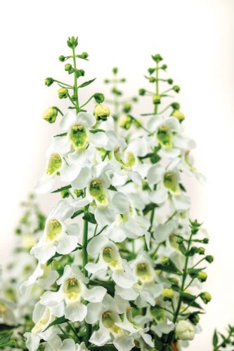ANGELONIA - SERAFINA WHITE