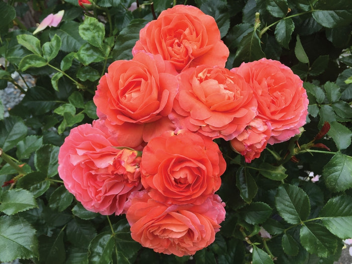 ROSA - ANGLIA LOVE