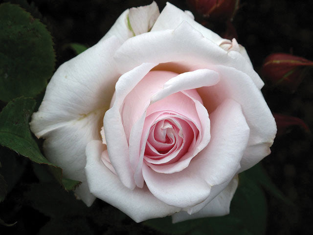 ROSA - ANNIVERSARY BLUSH