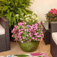 GAURA LINDHEIMERI STRATOSPHERE WHITE