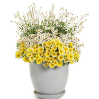 GAURA LINDHEIMERI STRATOSPHERE WHITE