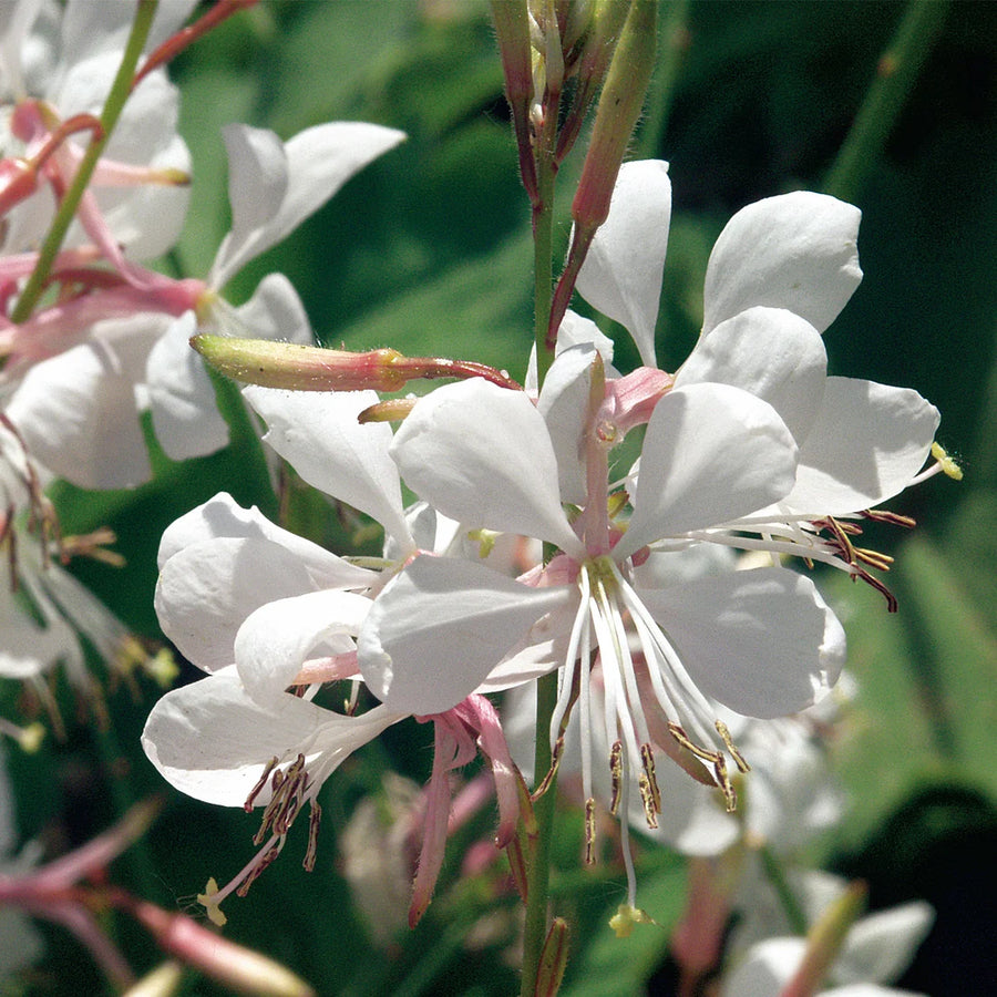 GAURA LINDHEIMERI STRATOSPHERE WHITE