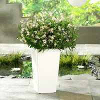 GAURA LINDHEIMERI STRATOSPHERE WHITE