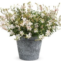 GAURA LINDHEIMERI STRATOSPHERE WHITE
