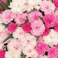 DIANTHUS I OV U