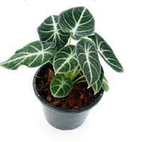 ANTHURIUM MAGNIFICUM X CRYSTALLINUM