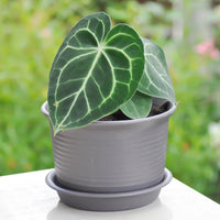 ANTHURIUM MAGNIFICUM X CRYSTALLINUM
