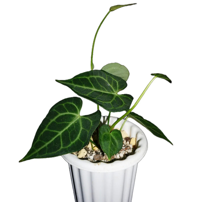 ANTHURIUM - KING OF CLARINERVIUM