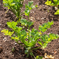 CELERY - TANGO