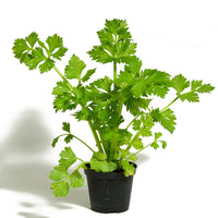 CELERY - TANGO