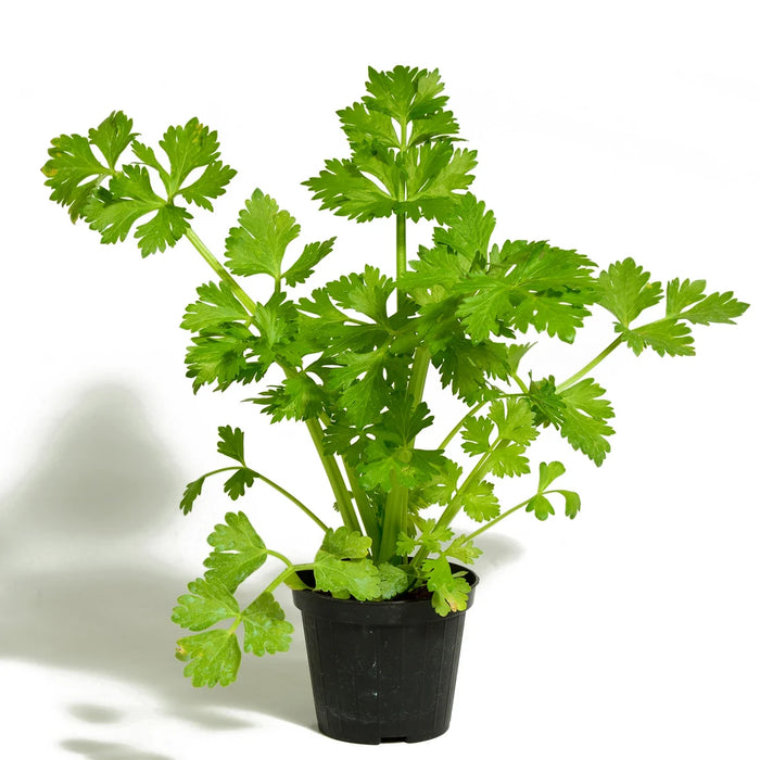CELERY - TANGO