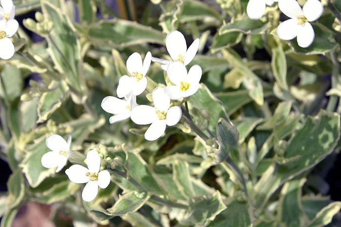 ARABIS CAUCASICA - VARIEGATA