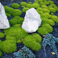 ARENARIA VERNA - AUREA