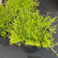 ARENARIA VERNA - AUREA