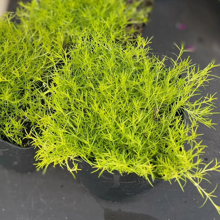 ARENARIA VERNA - AUREA