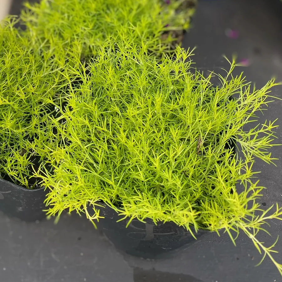 ARENARIA VERNA - AUREA