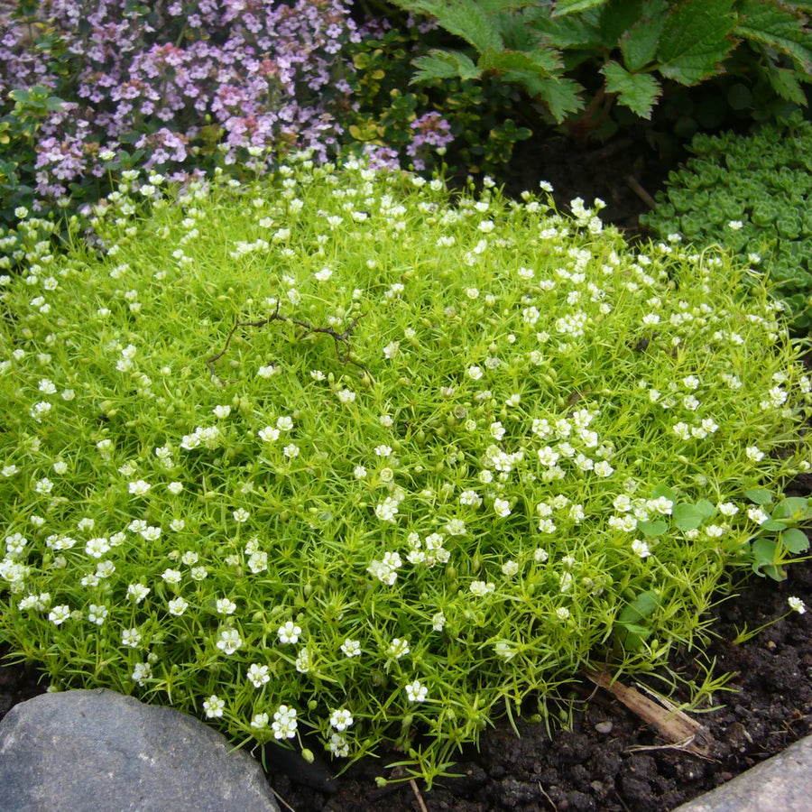 ARENARIA VERNA