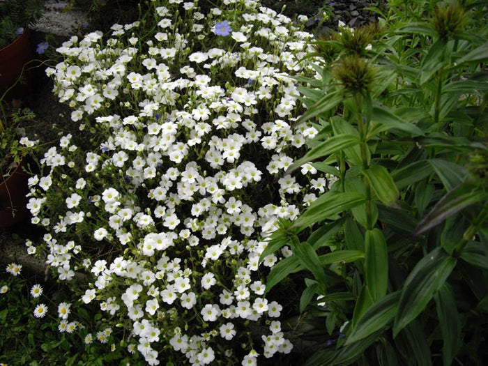 ARENARIA MONTANA - AVALANCHE