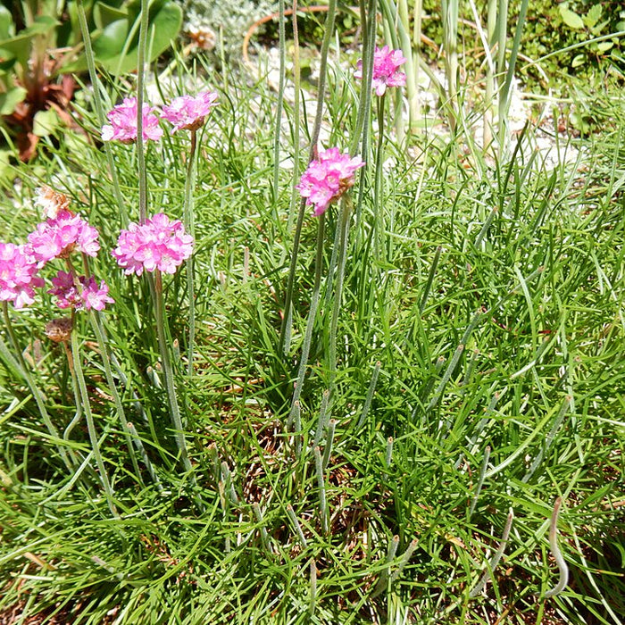 ARMERIA MARITIMA - SPLENDENS