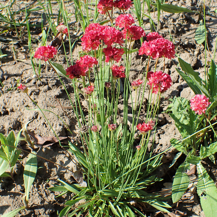 ARMERIA MARITIMA - BALLERINA RED