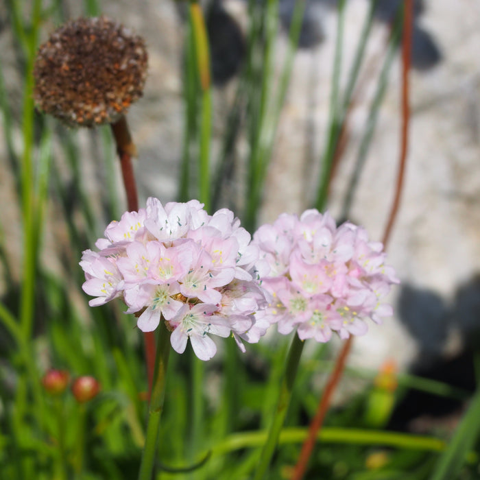 THRIFT - BALLERINA WHITE