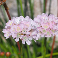THRIFT - BALLERINA WHITE