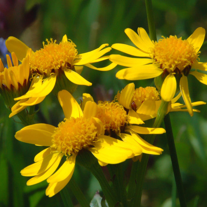 SEMENCES BIOLOGIQUES: ARNICA AMERICANA