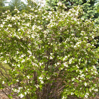 ARONIA MELANOCARPA - AUTUMN MAGIC