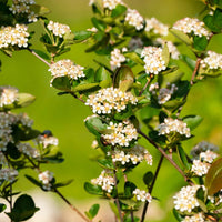 ARONIA MELANOCARPA - AUTUMN MAGIC