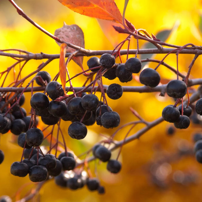 ARONIA MELANOCARPA - AUTUMN MAGIC