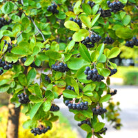 ARONIA MELANOCARPA - AUTUMN MAGIC