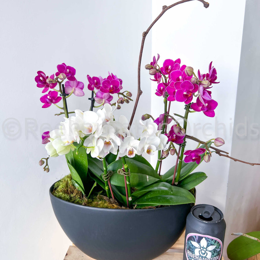 ARRANGEMENT DE PHALAENOPSIS