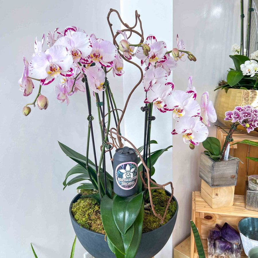 Arrangement de pierres d'onyx (4 ou 5) ARRANGEMENT PHALAENOPSIS