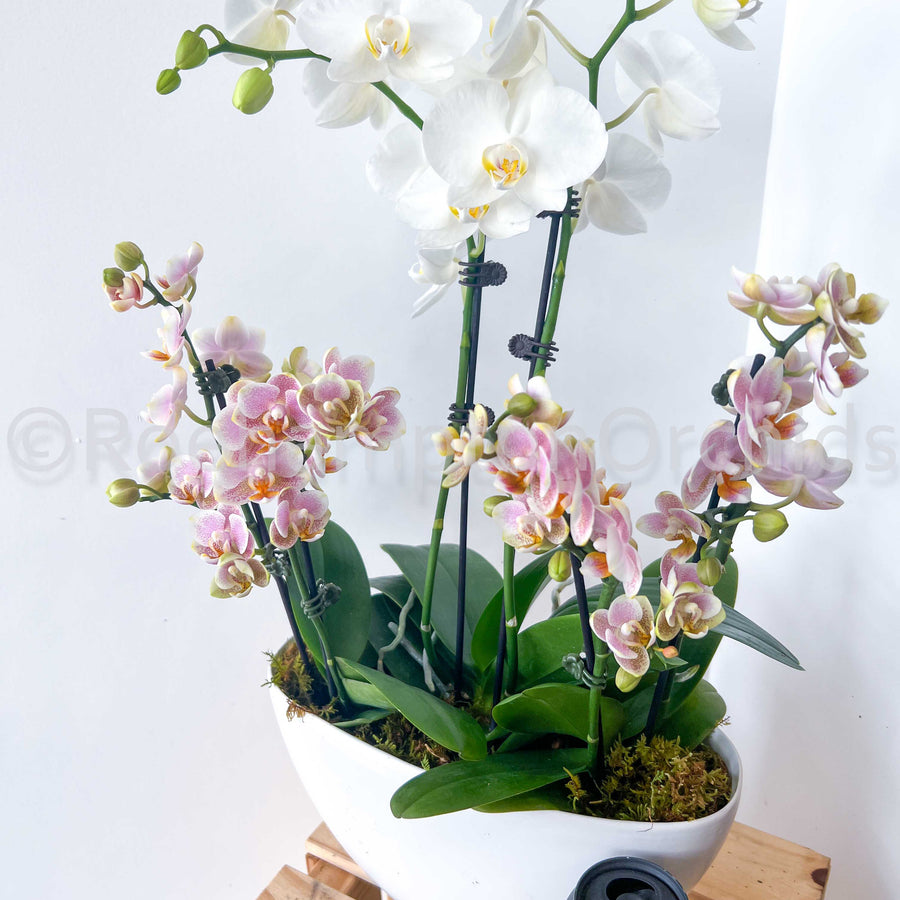 PHALAENOPSIS - BATEAU D'OPALE NORDIQUE