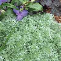 ARTEMISIA SCHMIDTIANA - SILVER MOUND