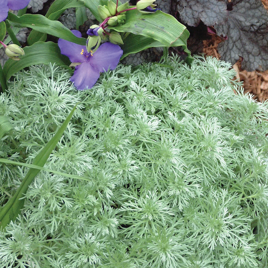 ARTEMISIA SCHMIDTIANA - SILVER MOUND