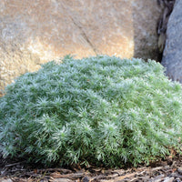 ARTEMISIA SCHMIDTIANA - SILVER MOUND