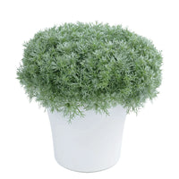 ARTEMISIA SCHMIDTIANA - SILVER MOUND