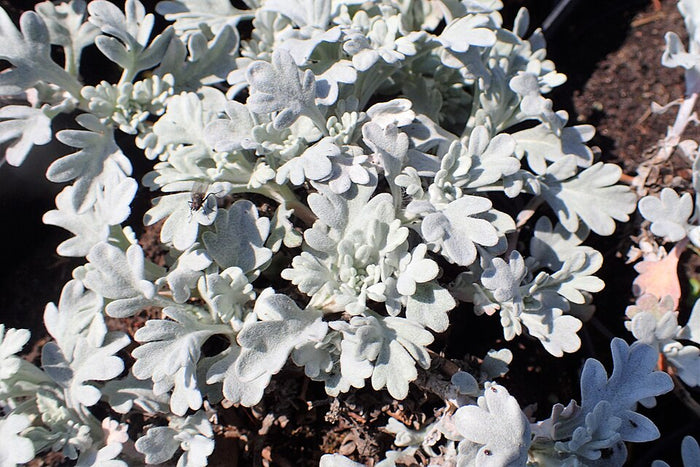 ARTEMISIA STELLERIANA - SILVER BROCADE