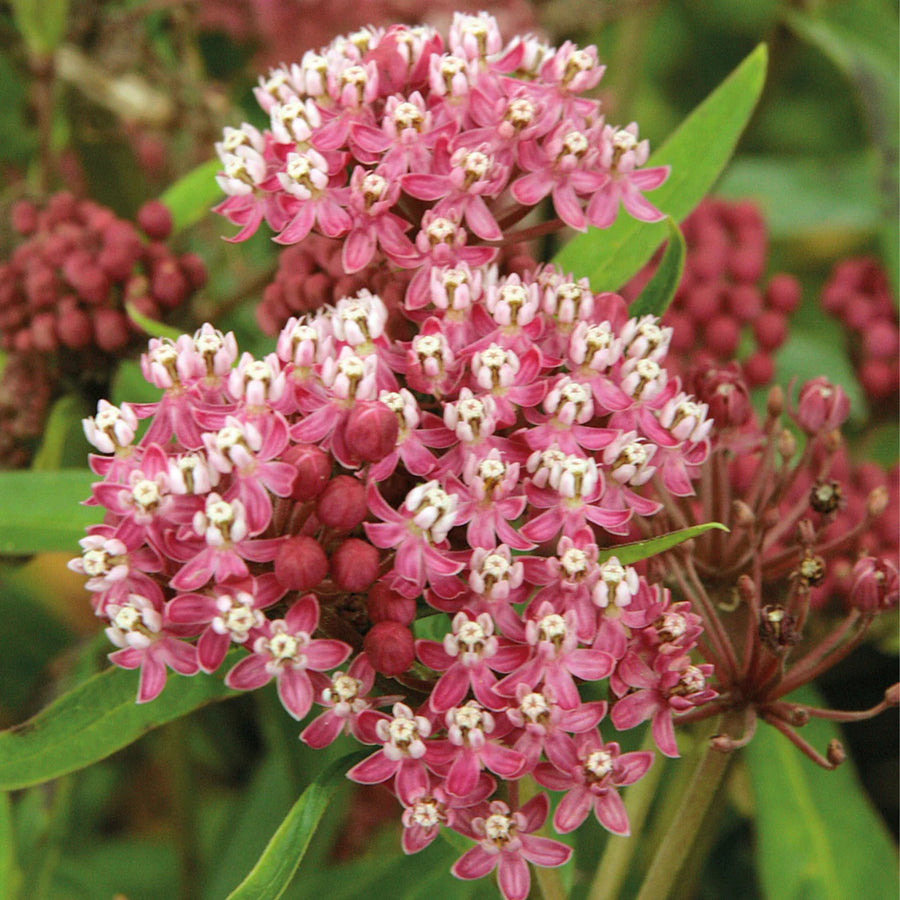 ASCLEPIAS INCARNATA - CINDERELLA